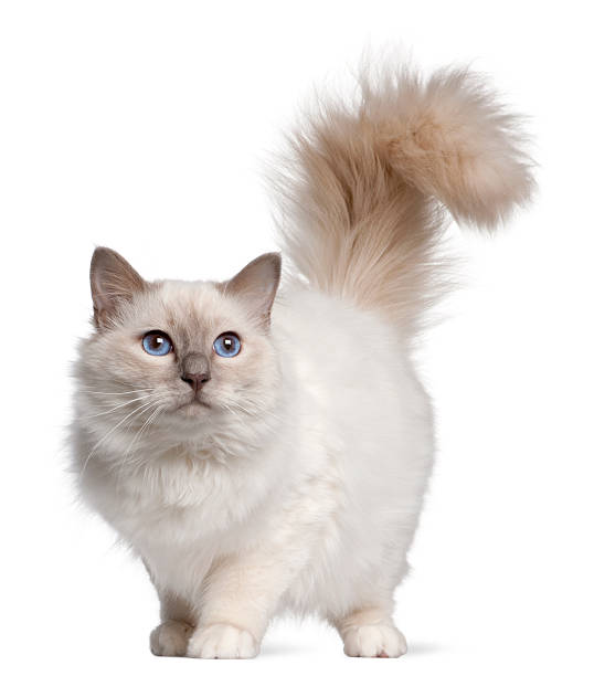 istock Birman cat, 11 months old, standing 510692996