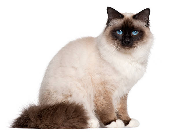 istock Birman cat, 1 year old, sitting 510693058