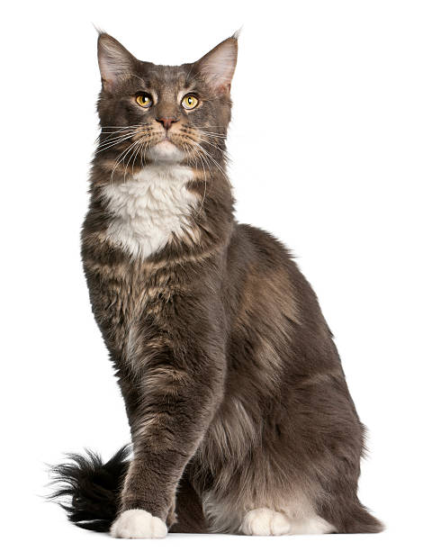istock Maine Coon cat, 11 months old, sitting 510693208