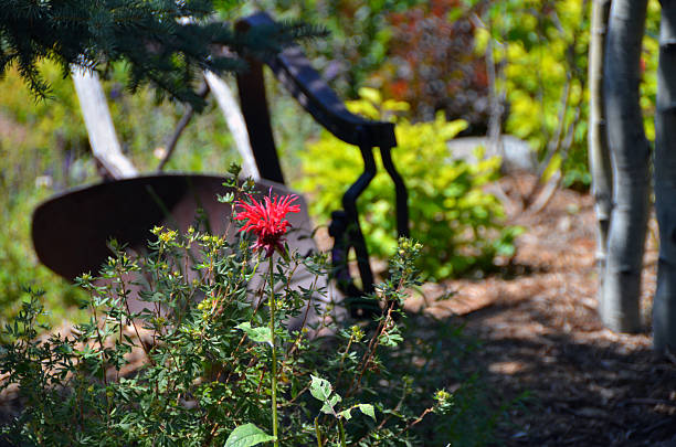 Red flower in mountain garden stock photo