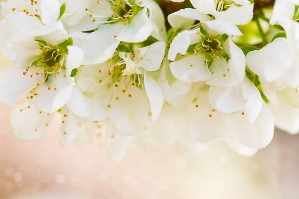 istock Branch of blossoming plum tree 510693555