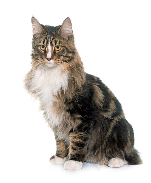 istock maine coon cat 510693580