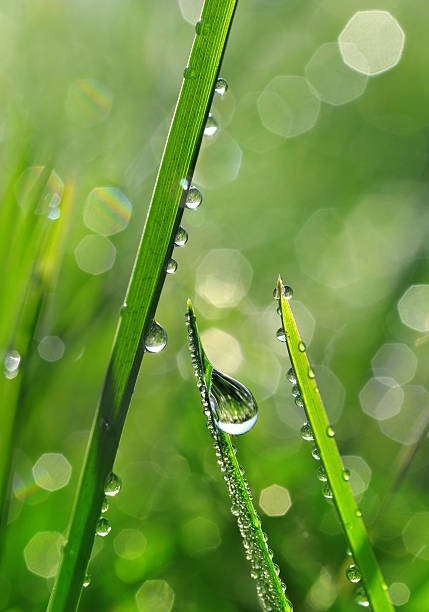 istock Fresh grass with dew drops closeup. 510693656