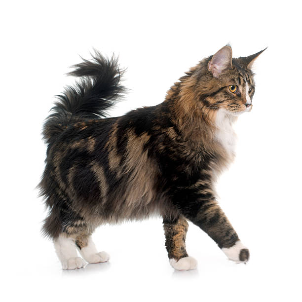 istock maine coon cat 510693710