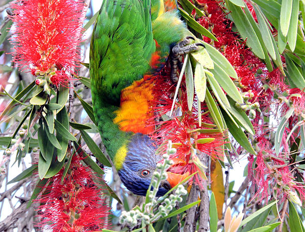 istock Rainbow Lorikeet feeding on the bottlebrush 510693846
