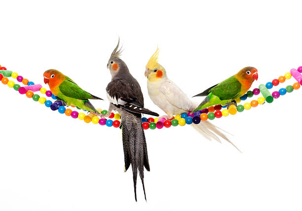 lovebirds and cockatiel