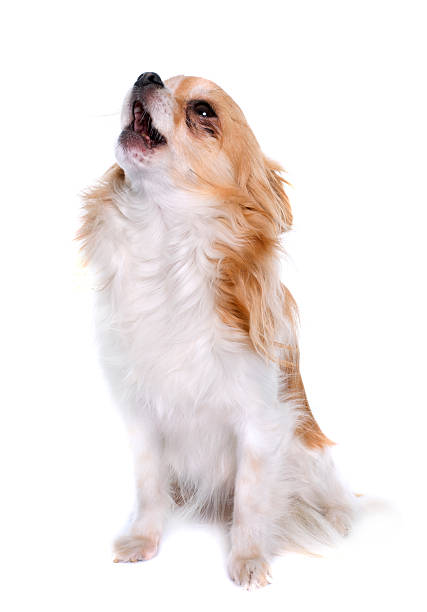 long hair chihuahua howling long hair chihuahua howling  in front of white background barking animal sound stock pictures, royalty-free photos & images