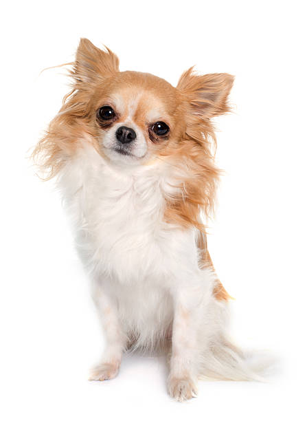 istock long hair chihuahua 510694028