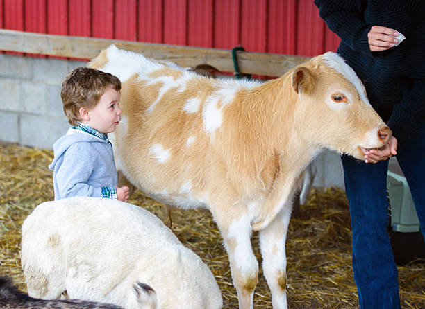 boy relojes una persona alimentación la pantorrilla - zoo agricultural fair child farm fotografías e imágenes de stock