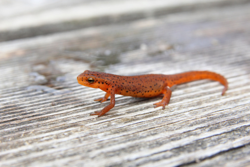 Close up of a newt