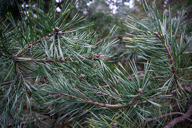istock The young green coniferous forest. 510694476