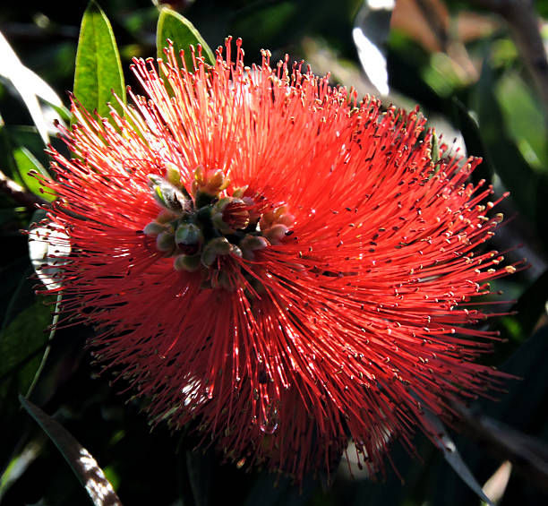istock Bottlebrush flower 510694626