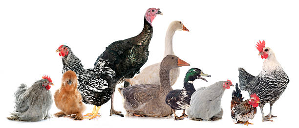 istock group of poultry 510694678