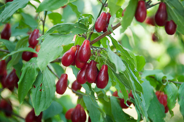 istock dogwood  tree berries 510694690