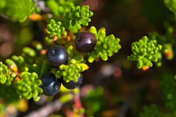 Leaves and berries of Black Crowberry. Iceland.