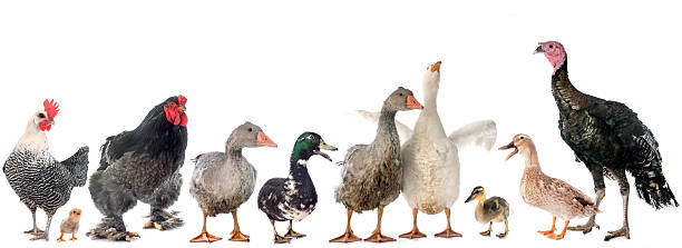 istock group of poultry 510694736