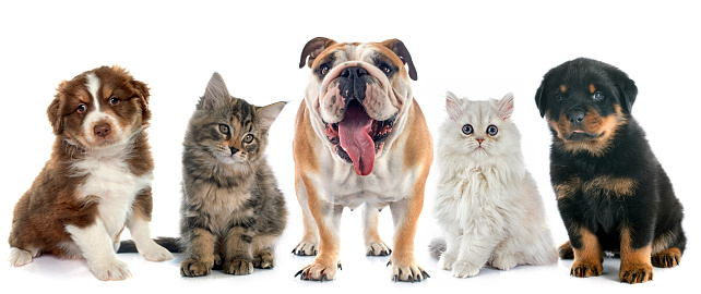 group of pet in front of white background