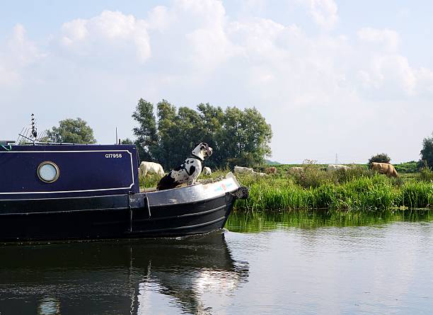 Great Dane Dog, Boating Ely, UK - September 20, 2015: A Great Dane dog sits at the bow of a canal boat travelling down the River Great Ouse, near Ely, Cambridgeshire, England.  ely england photos stock pictures, royalty-free photos & images