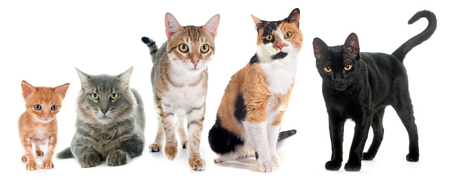 group of cats in front of white background