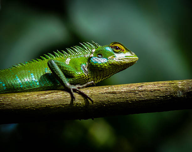 istock Green Garden Lizard 510695305