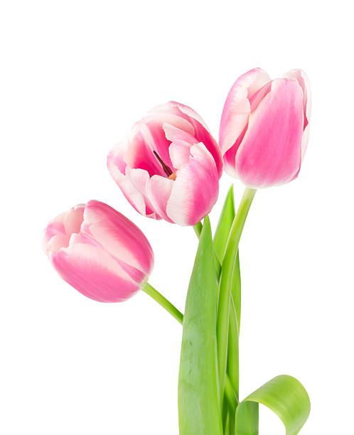 istock Three pink tulips isolated on white background 510695315