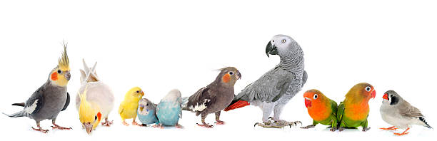 istock group of birds 510695410