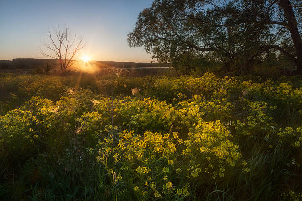 istock Morning on the river 510695416