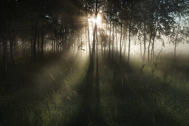 istock Morning in the forest 510695510