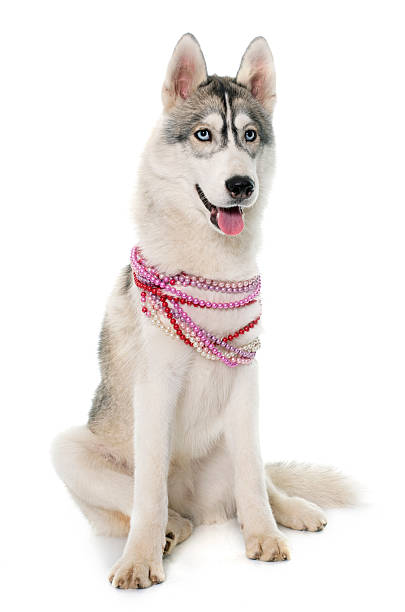 istock gray siberian husky and collar 510695772