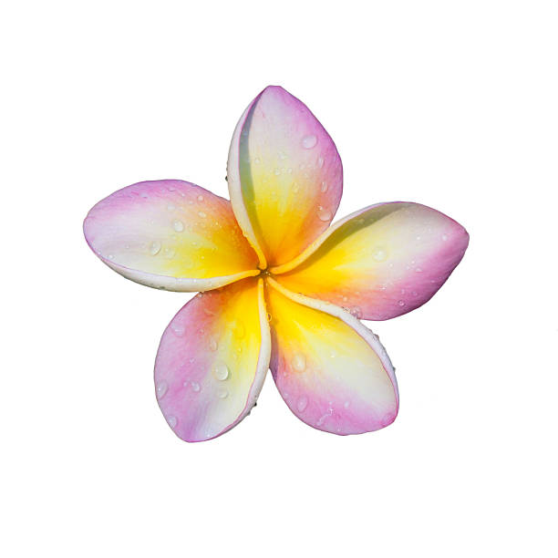 istock Plumeria flower 510696106