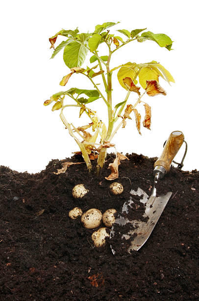 istock Potato plant 510696113
