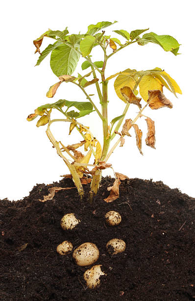 istock Potato plant 510696115