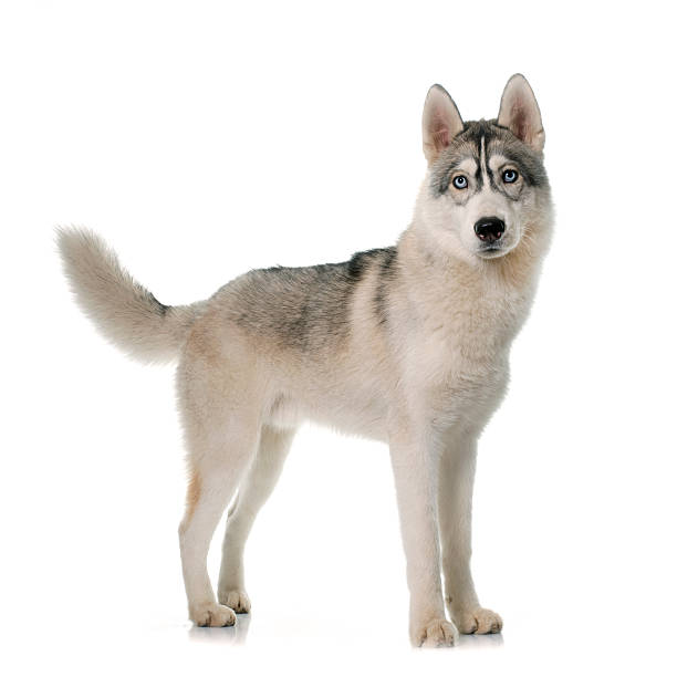 istock gray siberian husky 510696174