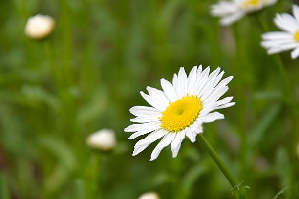 istock Daisy in the meadow 510696277