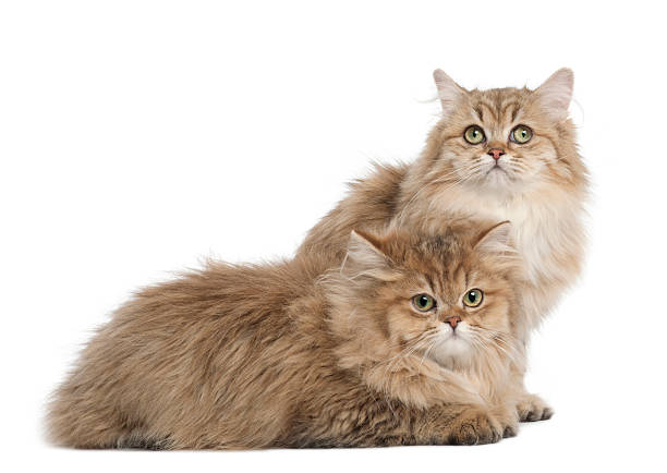 istock British Longhair cat, 4 months old, lying against white background 510697106