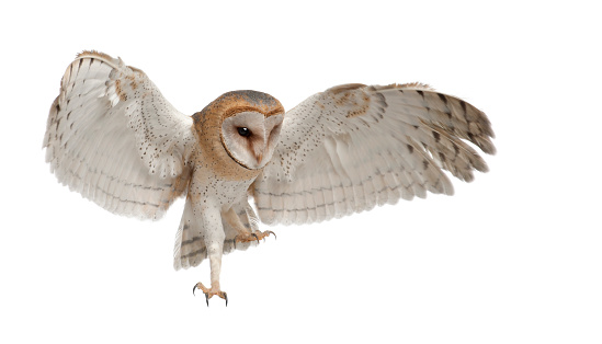 Barn Owl, Tyto alba, 4 months old, flying against white background