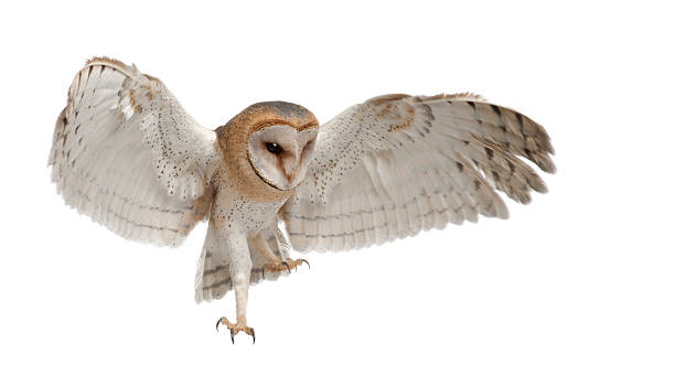 Barn Owl, Tyto alba, 4 months old, flying Barn Owl, Tyto alba, 4 months old, flying against white background feather photos stock pictures, royalty-free photos & images