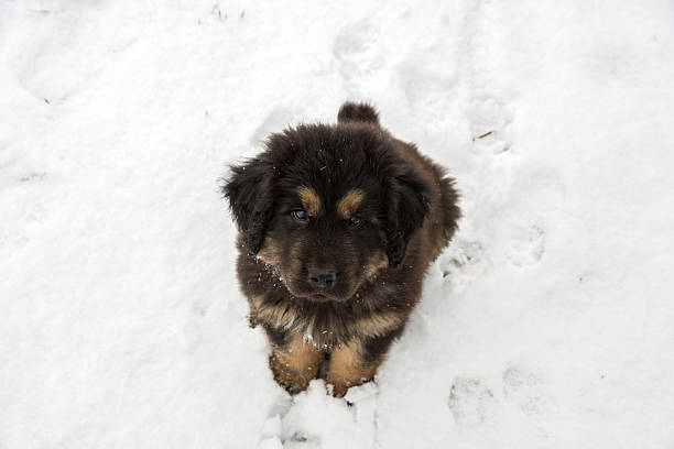 티베탄마스티프 강아지 - tibetan mastiff 뉴스 사진 이미지