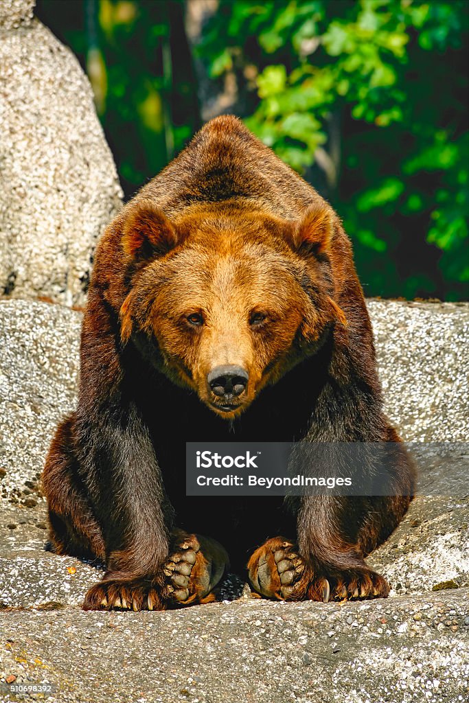 Huge Brown Bear With Sad Eyes Sitting On Rock Stock Photo - Download Image  Now - Alertness, Animal, Animal Hair - iStock