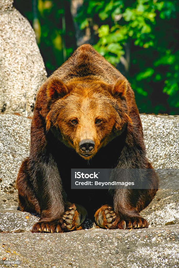 Huge Brown Bear With Sad Eyes Sitting On Rock Stock Photo - Download Image Now - Alertness, Animal, Animal Hair - iStock Huge Brown Bear With Sad Eyes Sitting On Rock Stock Photo - Download Image Now - Alertness, Animal, Animal Hair - iStock