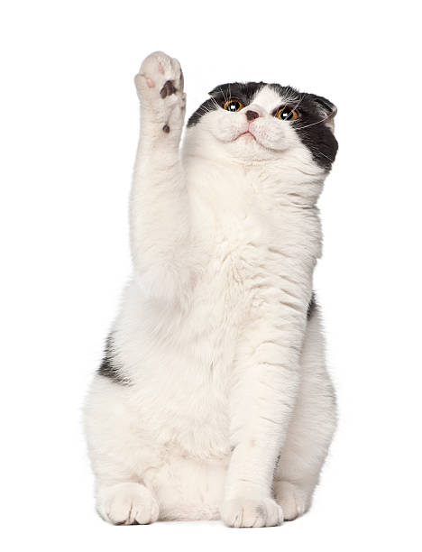 istock Scottish Fold, 6 months old, sitting against white background 510698866