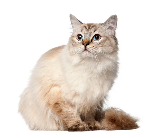 istock Ragdoll, 10 months old, sitting against white background 510699056