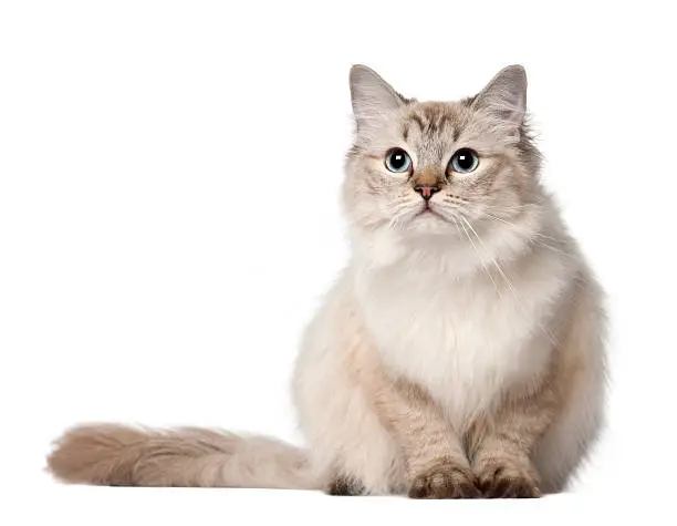 Ragdoll cat, 10 months old, sitting in front of white background