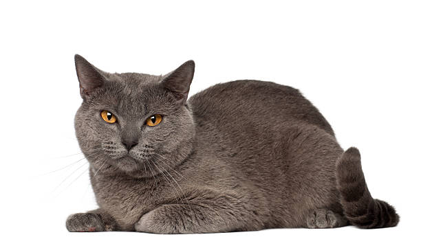 portrait of chartreux cat, 1 and a half years old, - 傳教士藍貓 個照片及圖片檔