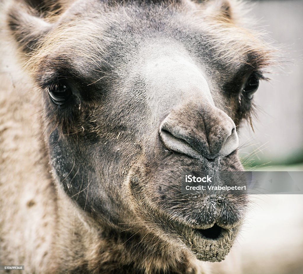 Bactrian camel - Camelus bactrianus - humorous closeup portrait Bactrian camel - Camelus bactrianus - humorous closeup portrait. Animal scene. Animal Stock Photo