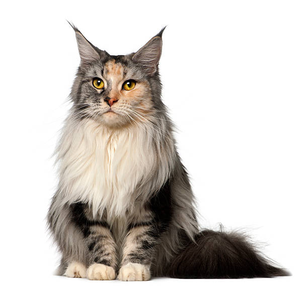 istock Maine Coon, 2 years old, sitting against white background 510699406