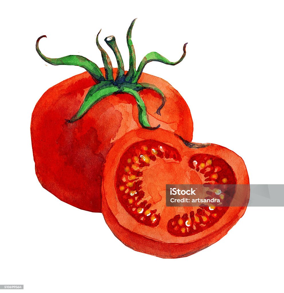 Hình Minh Họa Vẽ Tay Màu Nước Của Cà Chua Hình minh họa Sẵn có ...