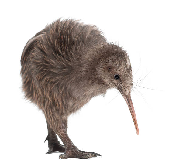 istock North Island Brown Kiwi, Apteryx mantelli, 5 months old, walking 510699760