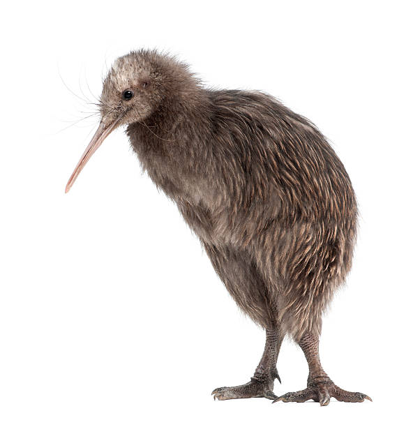 istock North Island Brown Kiwi, Apteryx mantelli, 5 months old, standing 510699812