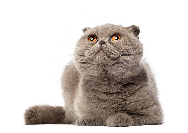 istock Scottish Fold lying and looking up, 3 years old, 510700014